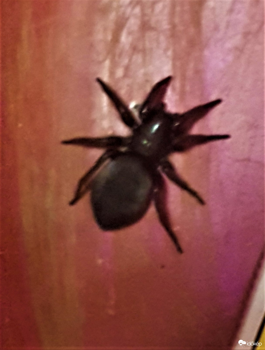 Nem tudom milyen fajta pók lehet?