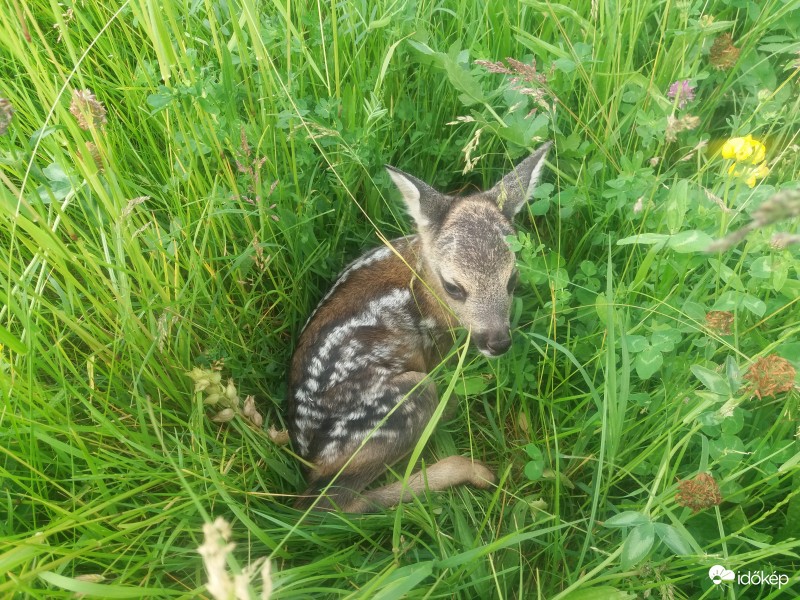 kicsi őzike