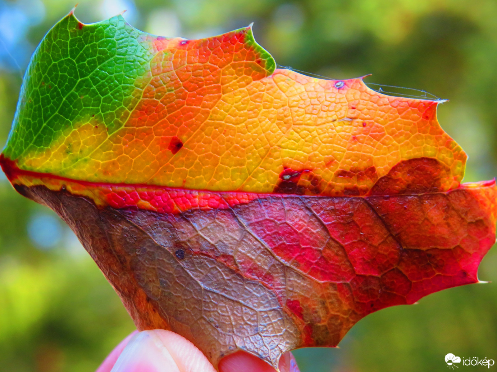 A természet csodája 
