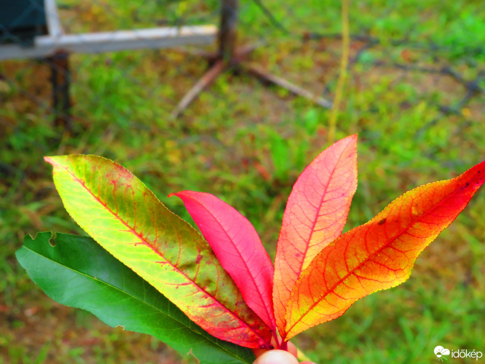 Kinek melyik tetszik?