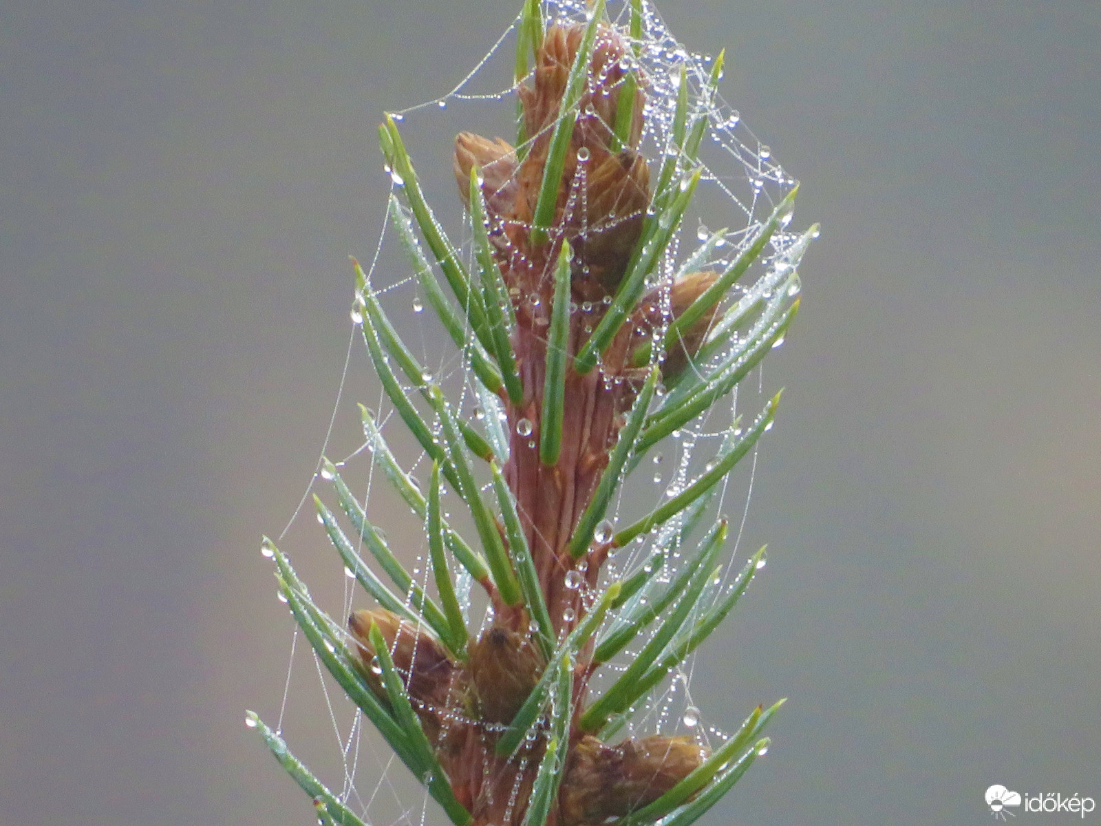 Pók családnál már kész a karácsonyfa