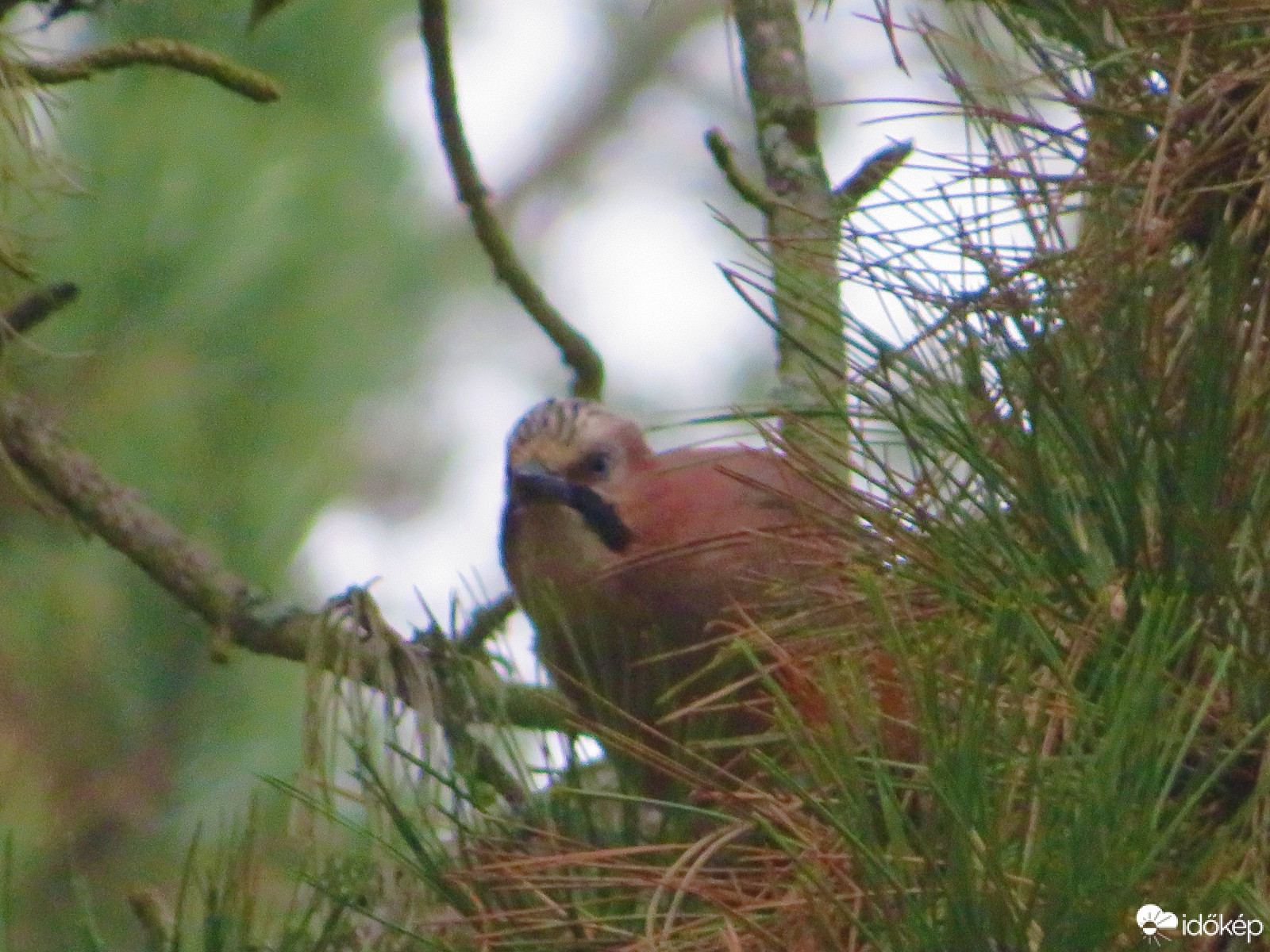 Bele nézett a kamerába