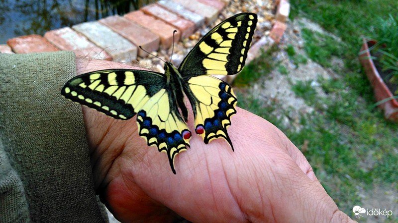 Tavaly nyári emlékem