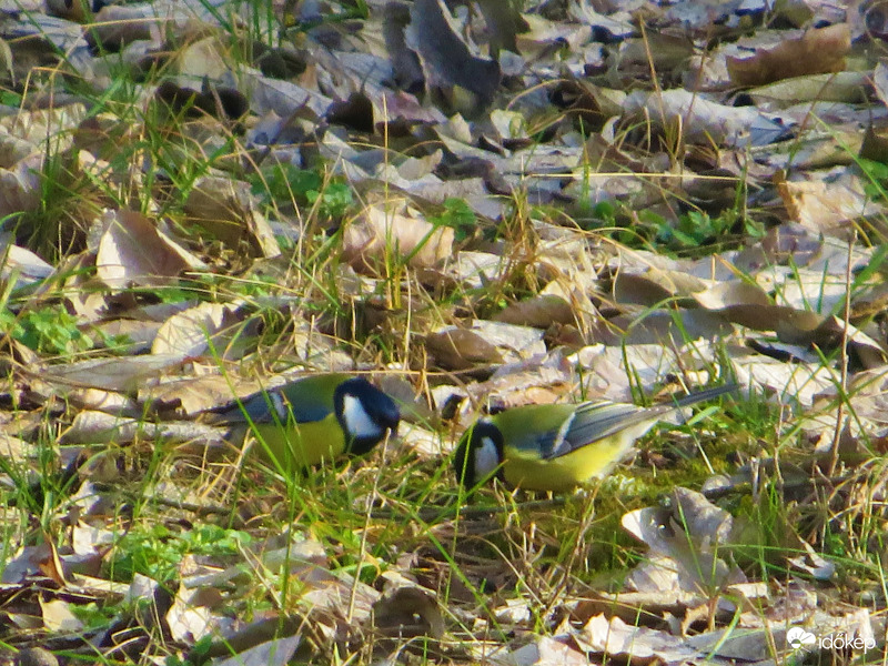 Gyere együnk együtt