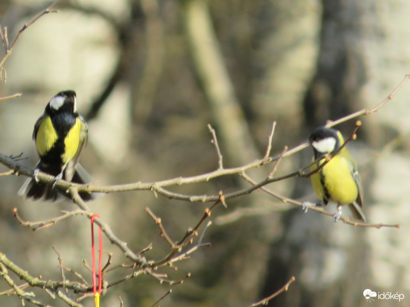 Harc hát legyen harc