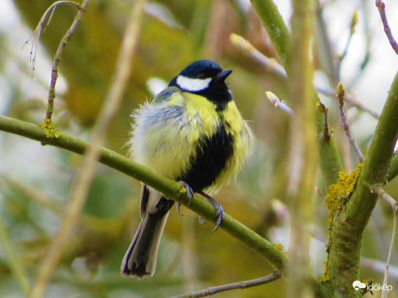 Tollászkodó cinege