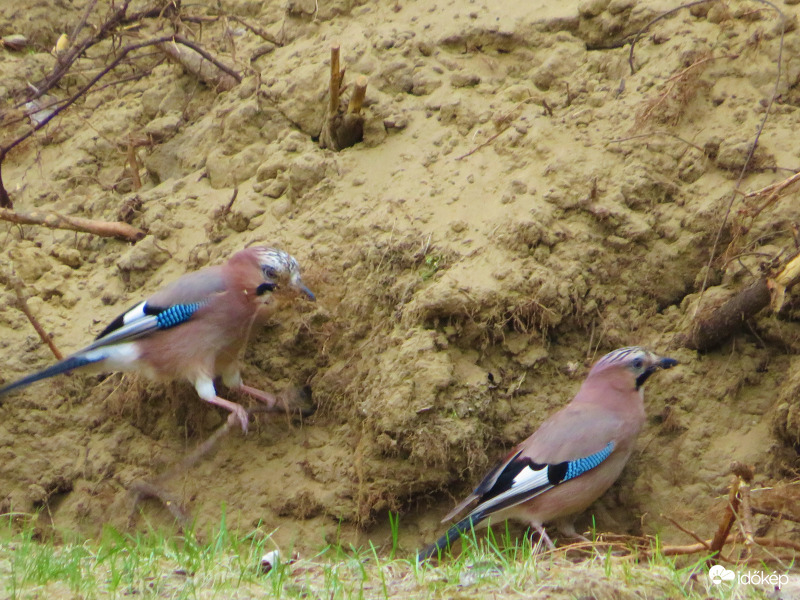 Építsünk fészket