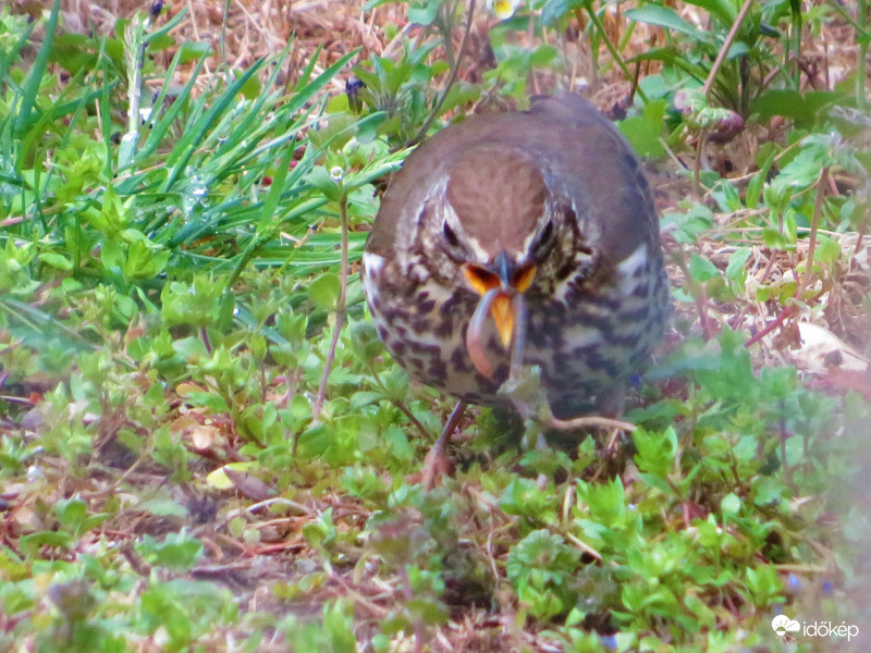 Rigó és az ebédje