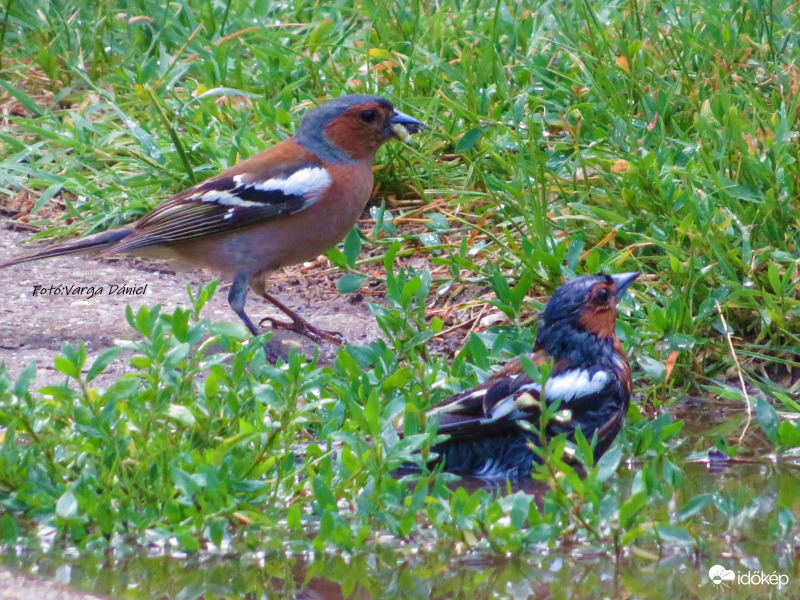 Nyugi haver mindjárt végzek
