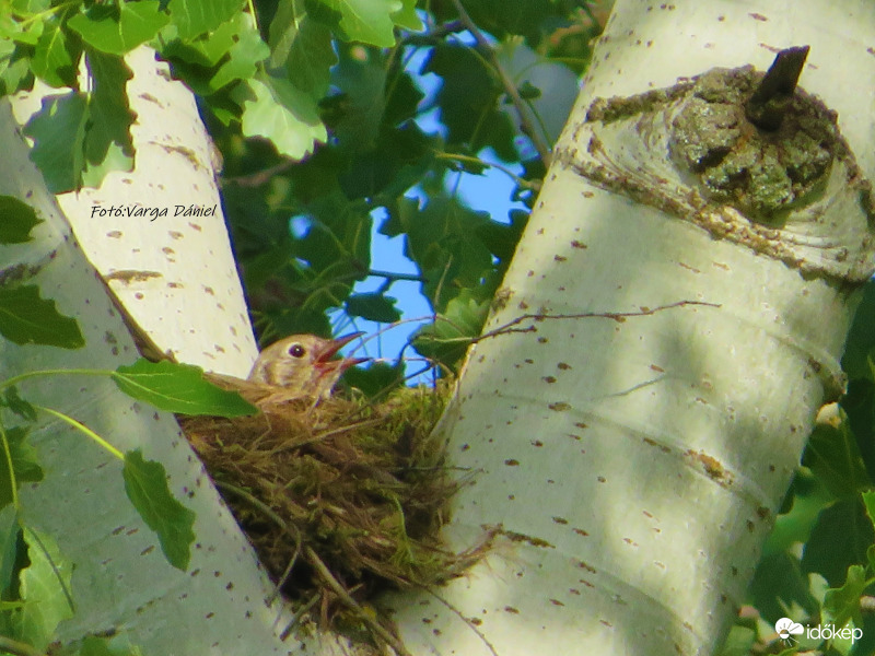 Fészekben ücsörögve