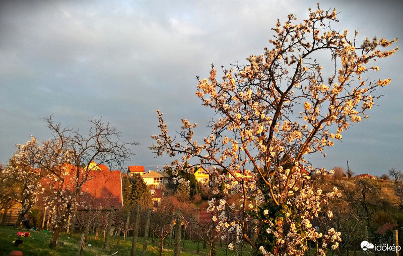 Pécs