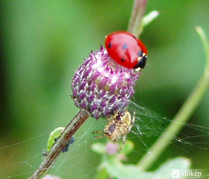 Hétpettyes és Hétpróbás