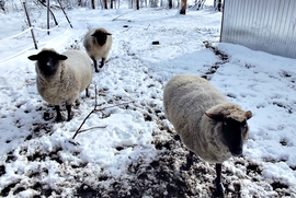 kérjük vissza a legelőnket