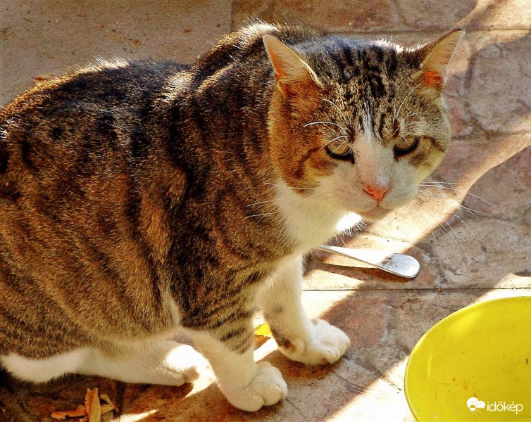 Ki ette meg a kajámat?