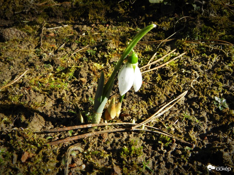 Egy újabb hóvirág