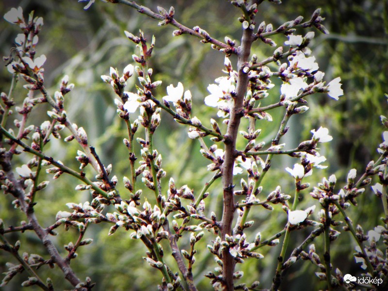 Az első mandula virágok