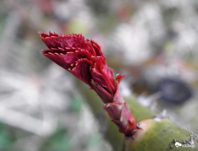 A rózsa új hajtása