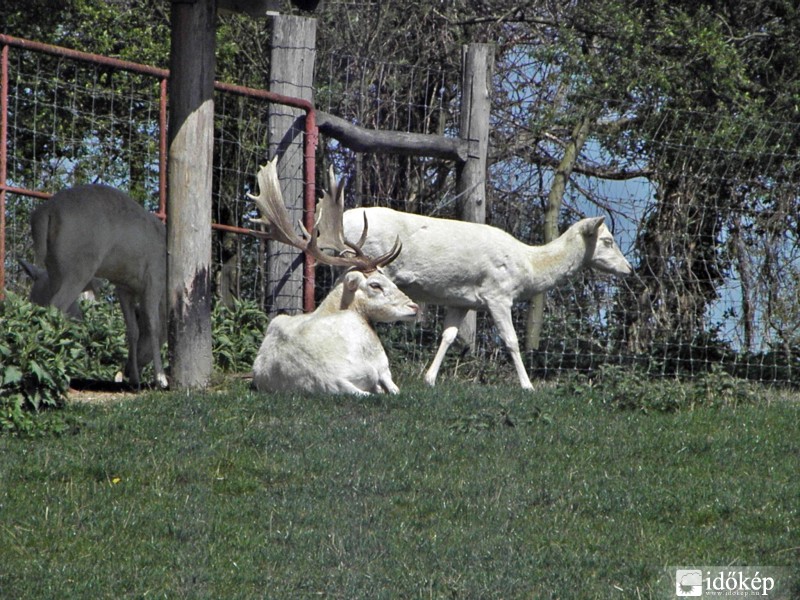 dámszarvasok
