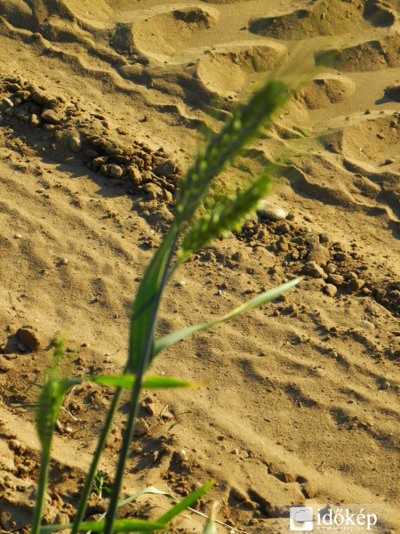 élő és élettelen