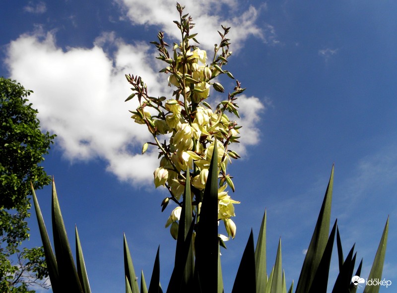 Yucca