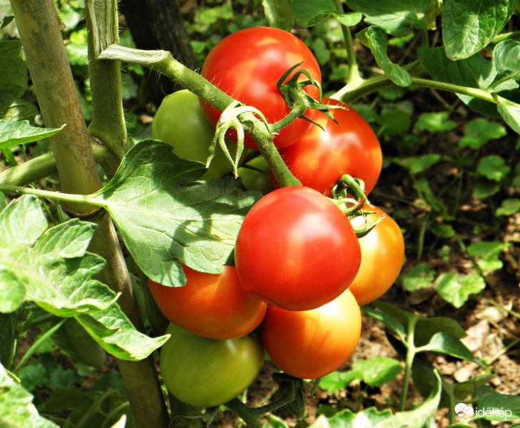 Érik a paradicsom a kertben
