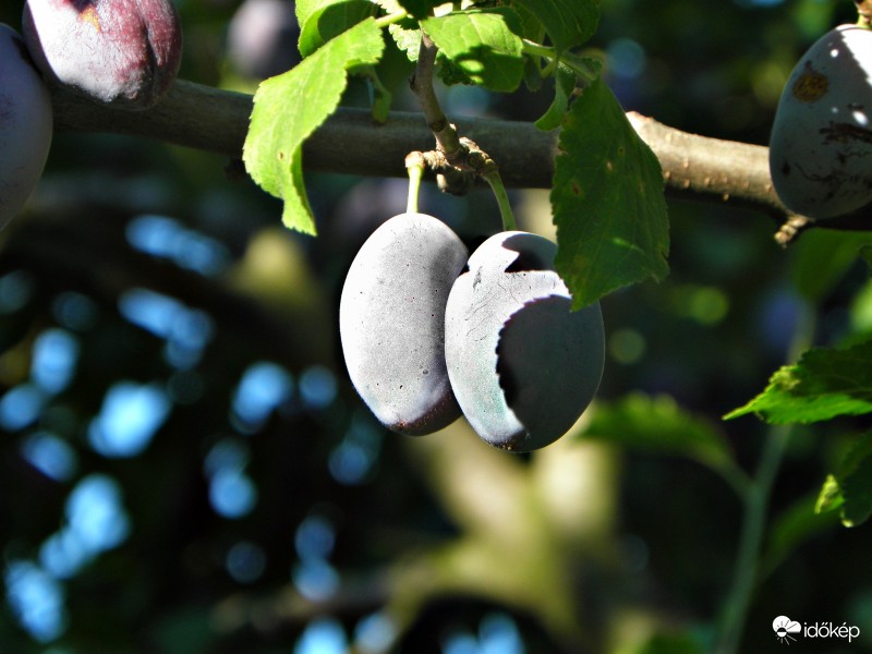 Ikrek a reggeli fényben