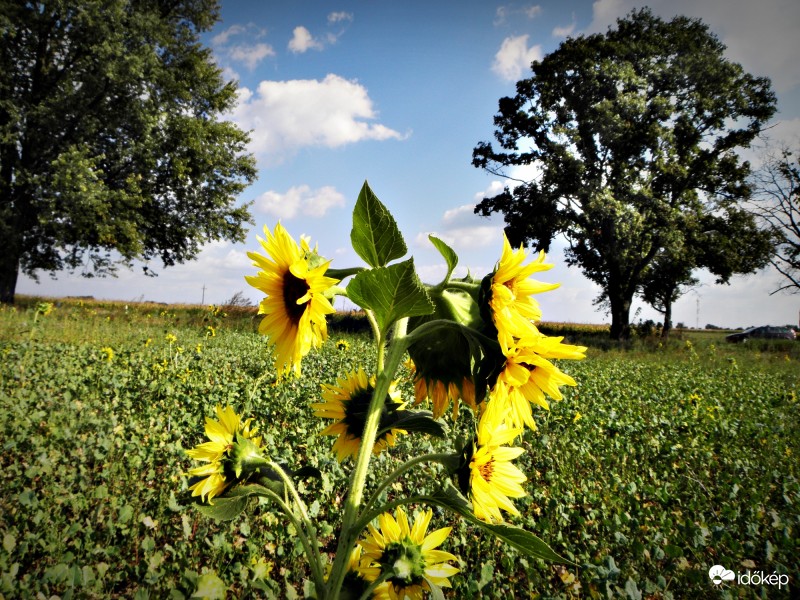 Másodkelés napraforgó