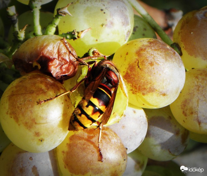 Lódarázs lakmározik 1