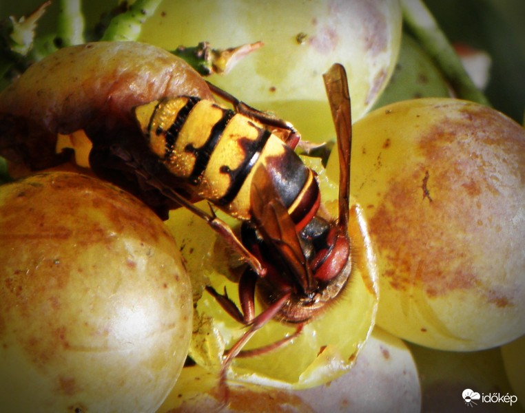 Lódarázs lakmározik 2