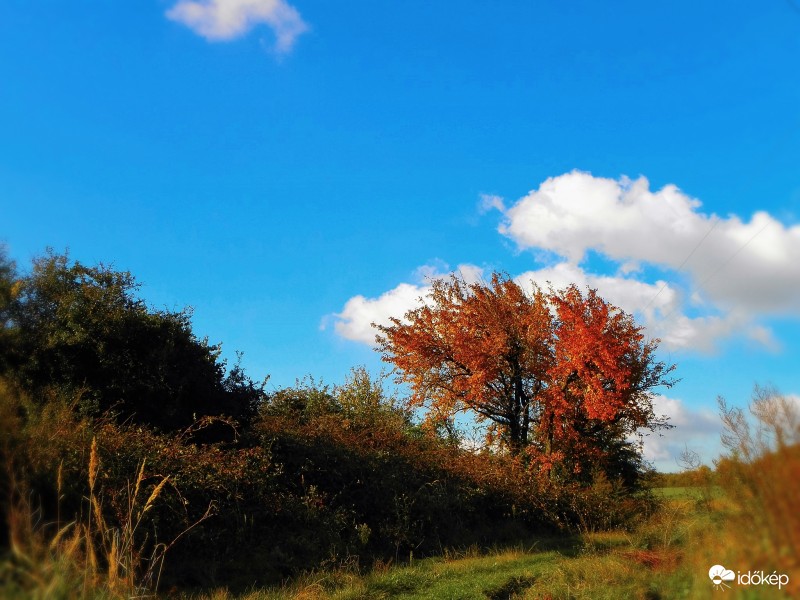Vöröslő vadcseresznyefa