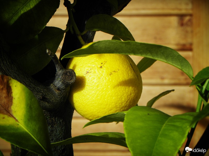 Citromfa a teraszon