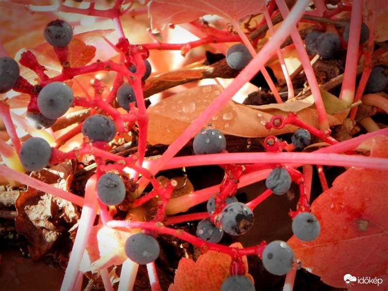 Feketerigók eledele