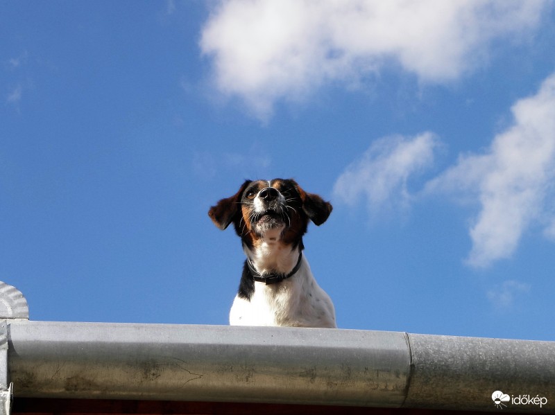 Égkép kutyával