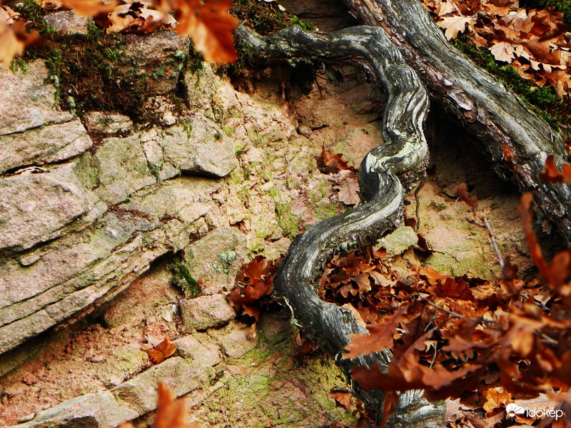 Kövek és gyökerek