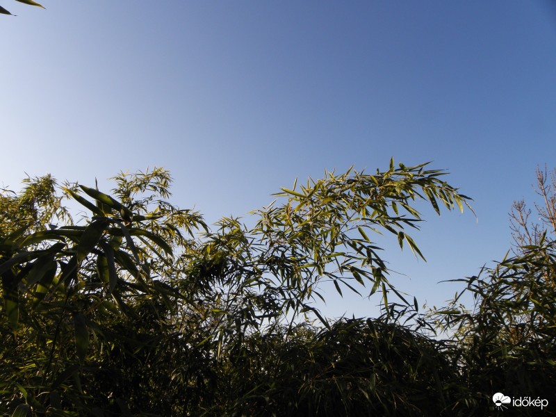 Örökzöld bambusz a télben.