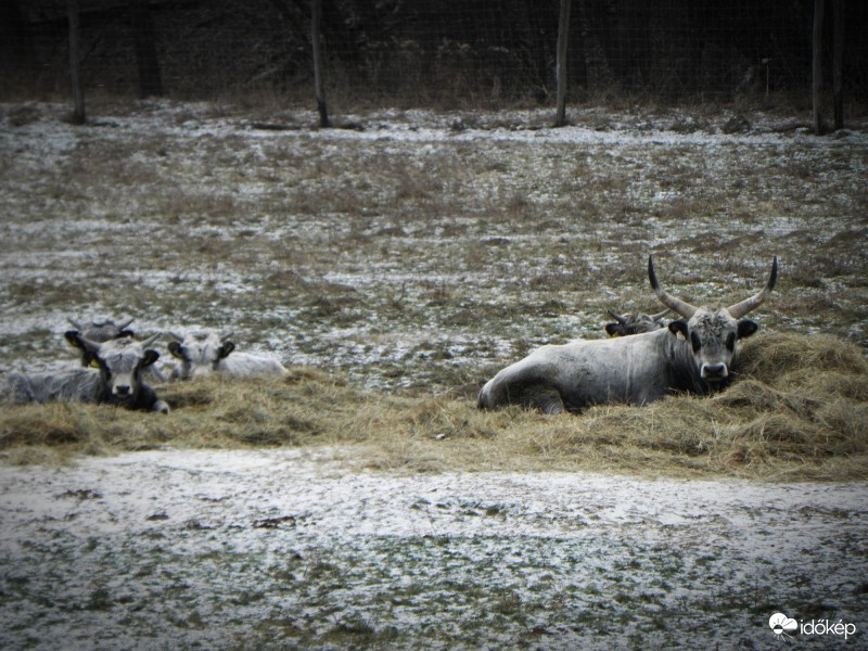 Szürke család a szürkeségben
