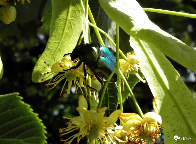 Rózsabogár a hársfán