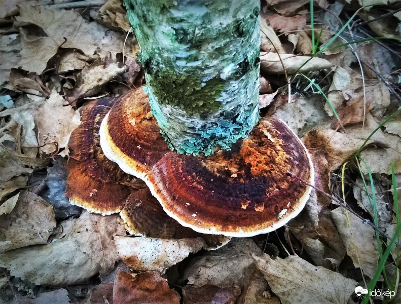 Tapló a nyírfa tövén