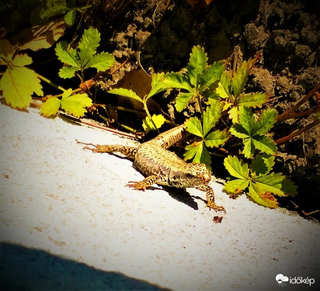 Novemberi feltöltődés 2