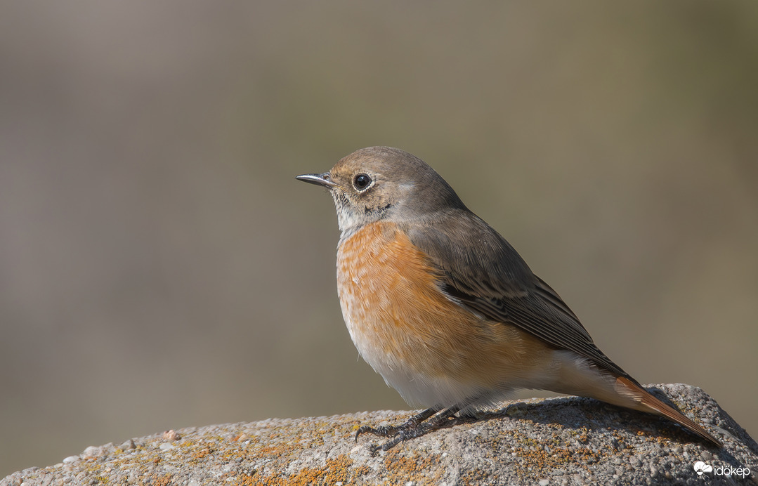 A nevem rozsdafarkú, kerti rozsdafarkú...