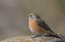 A nevem rozsdafarkú, kerti rozsdafarkú...