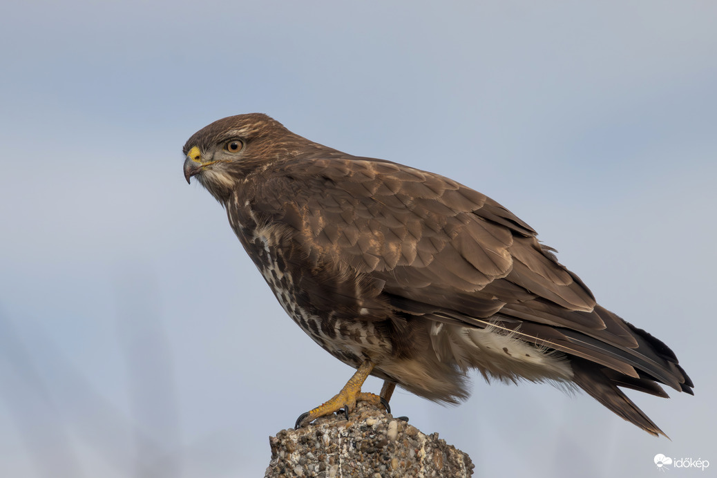 Megfigyelőállás -- 