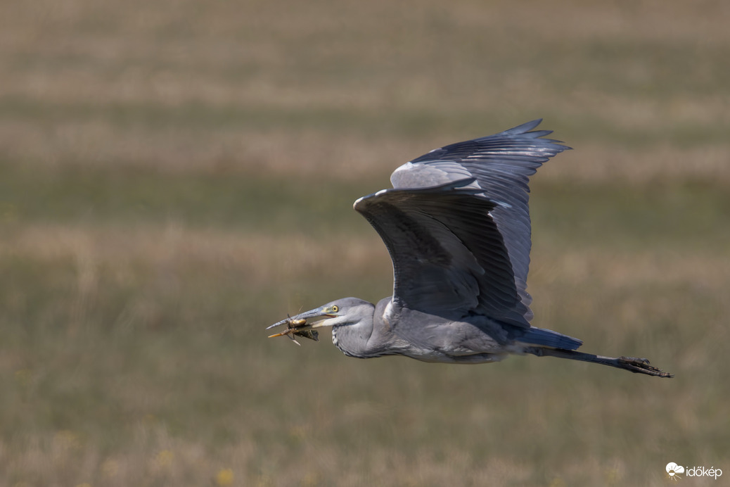 Amikor a törpeharcsa repülni tanul és a szürke gém segít neki...