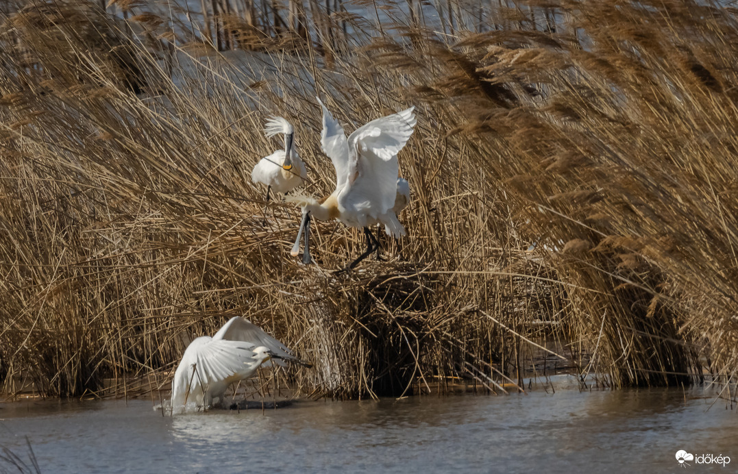 Nem megmondtam, hogy ne gyere ide mikor fotózás van?!? Nézd meg olyan szél van, hogy a fotós alig bírja tartani a gépet... és még a hajam is milyen már... -- 