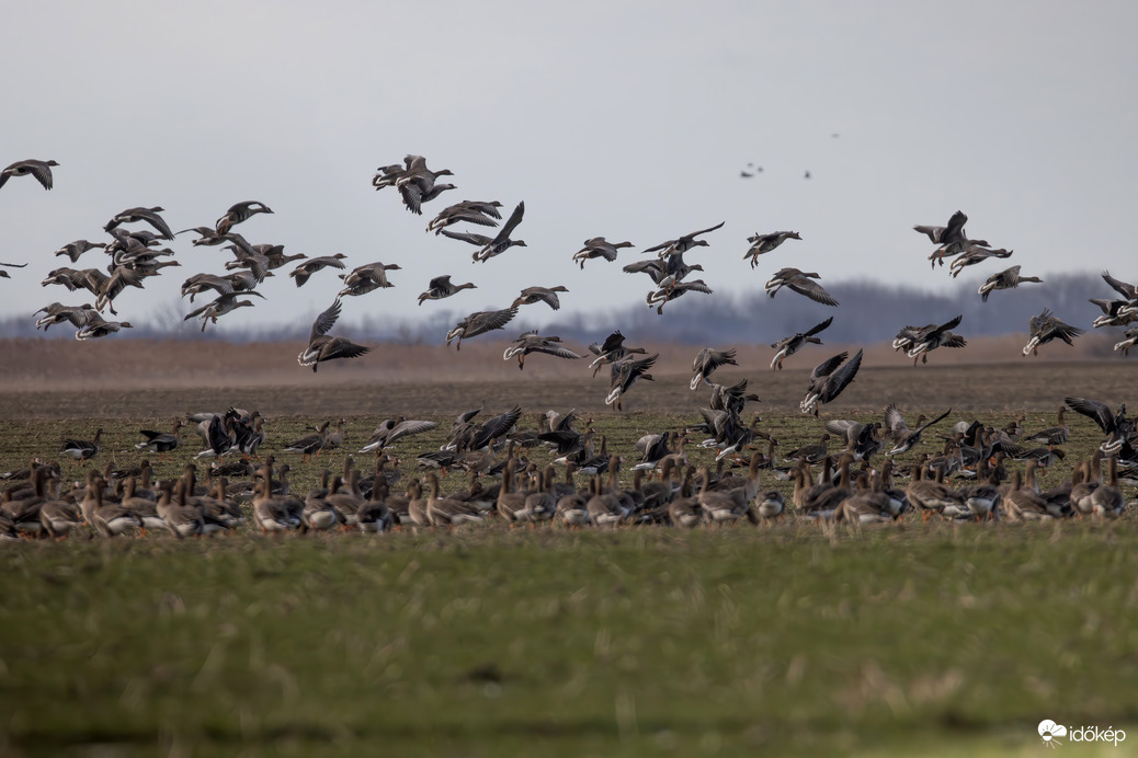 Érkeznek a libák... -- 