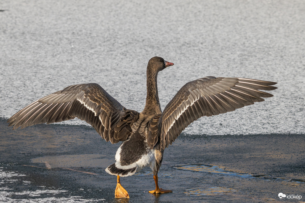 Egyedül a jégen... -- 
