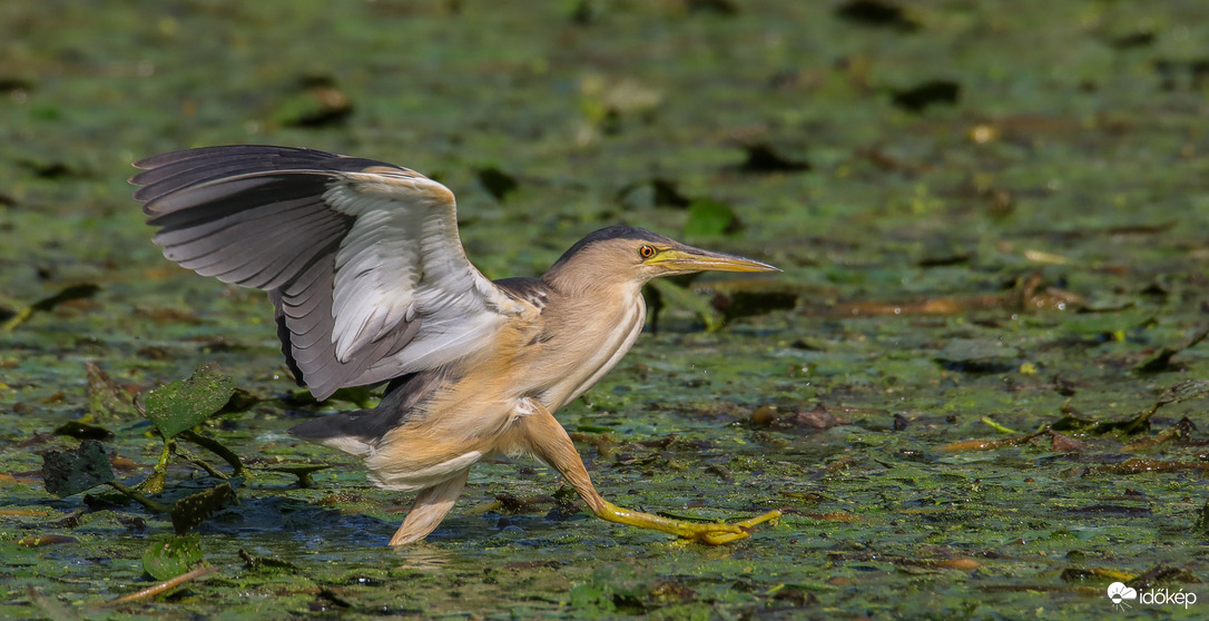 Kengyelfutó gyalogkakukk... -- 
