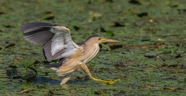 Kengyelfutó gyalogkakukk... -- 