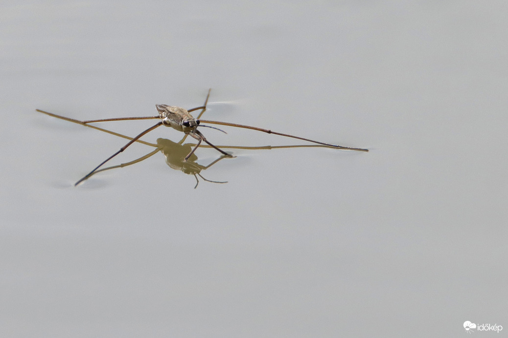 Aki a vízen jár... --