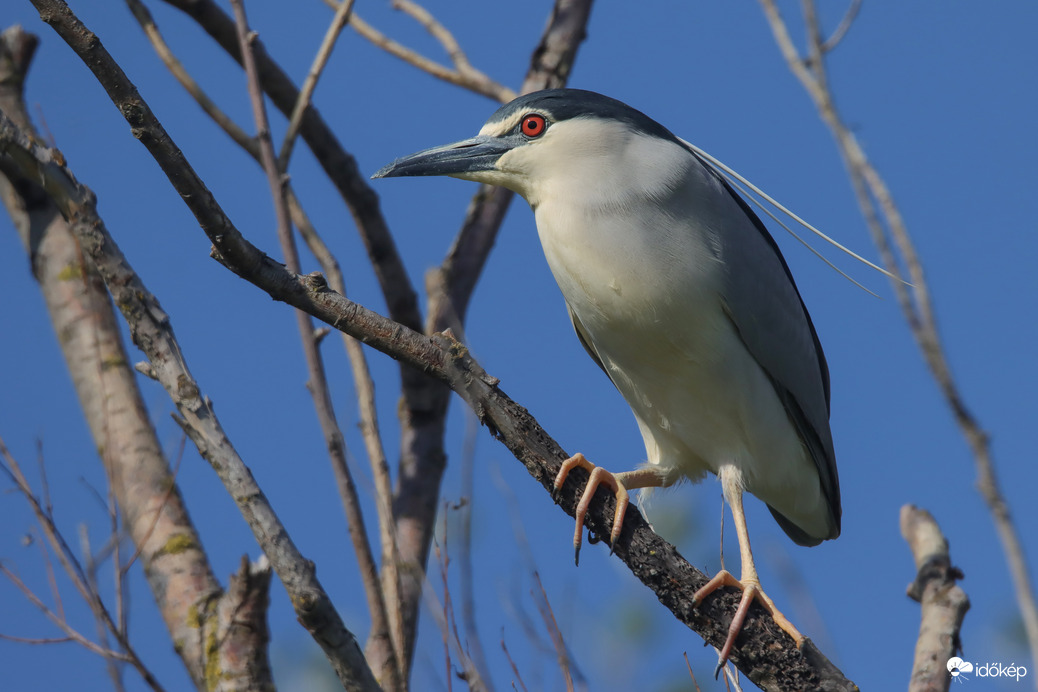 Kicsi vagyok, fára mászok... -- 